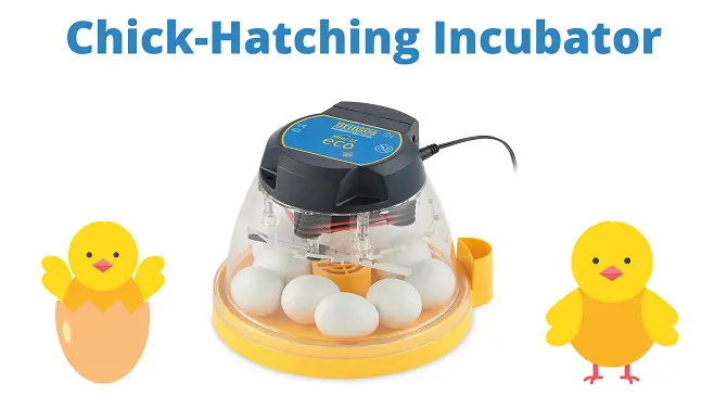 Candling Baby Chicks Candling Baby Chicks