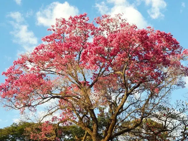 beautiful tree with pink leaves
