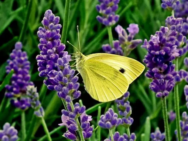 butterfly on a flower