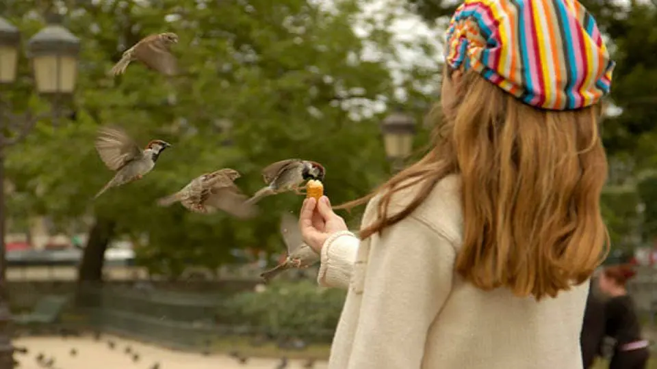girl feeding birds