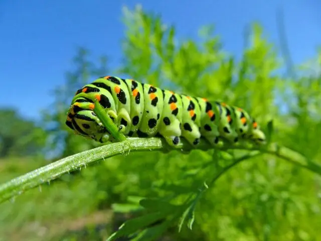 caterpillar crawling on a stem