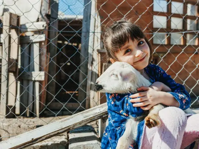 little girl hugging a kid lamb