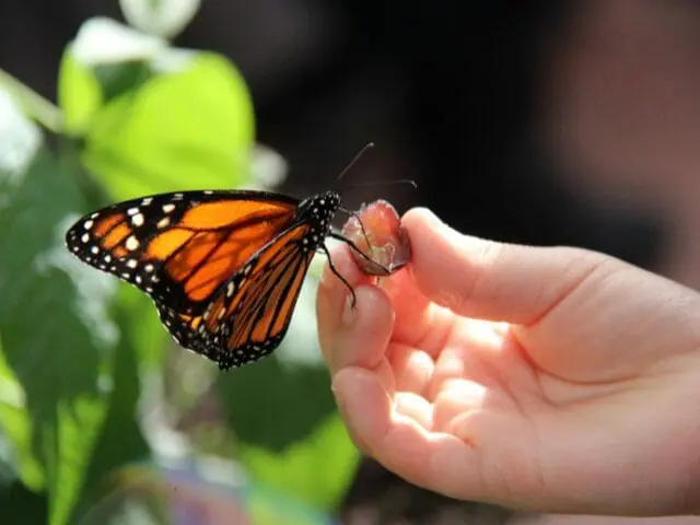 monarch butterfly on kid's hand