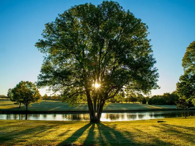 nature with tree and sunlight