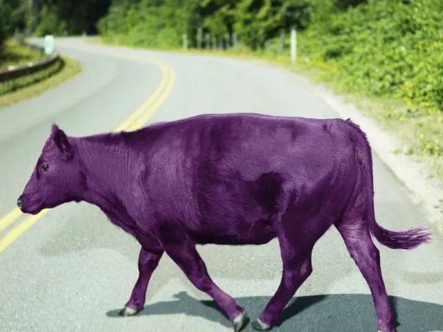 purple cow crossing roadway